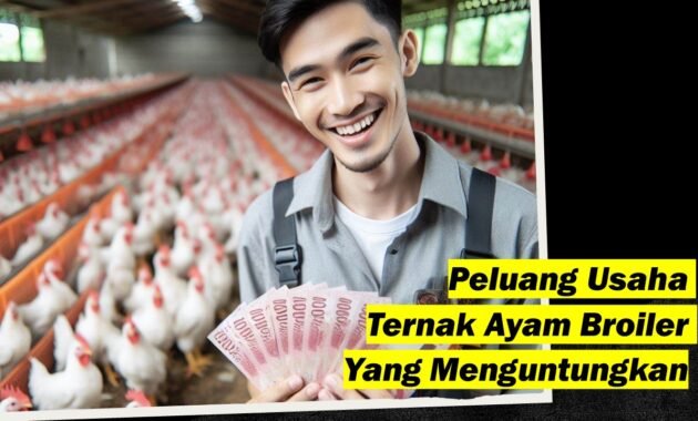 Peluang Usaha dalam Peternakan Ayam Broiler di Indonesia